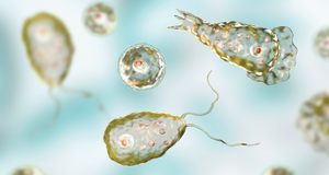 Keeping Naegleria Fowleri Out of Your Tap Water