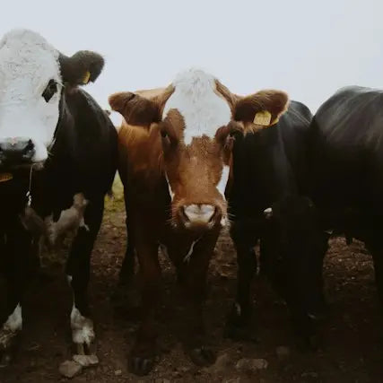 Group of cows standing close together on a misty day