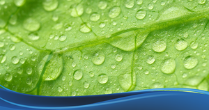 The Effects of Pesticides in Water