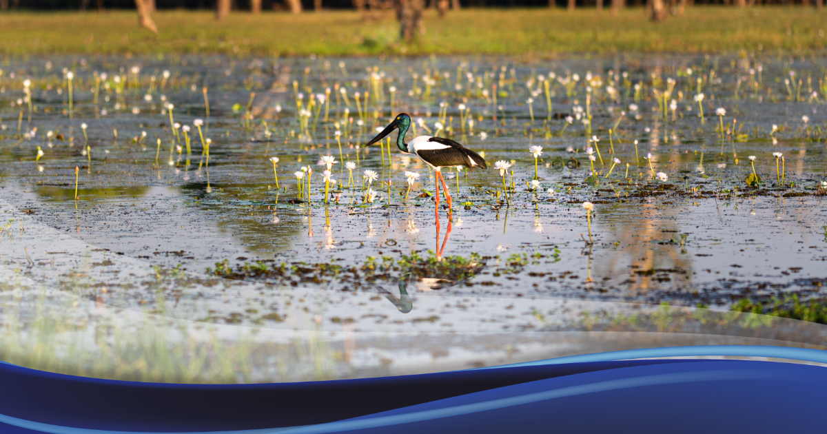 How Wetlands Naturally Filter Water
